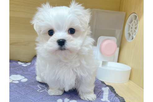 成約済の東京都のマルチーズ-373553の1枚目
